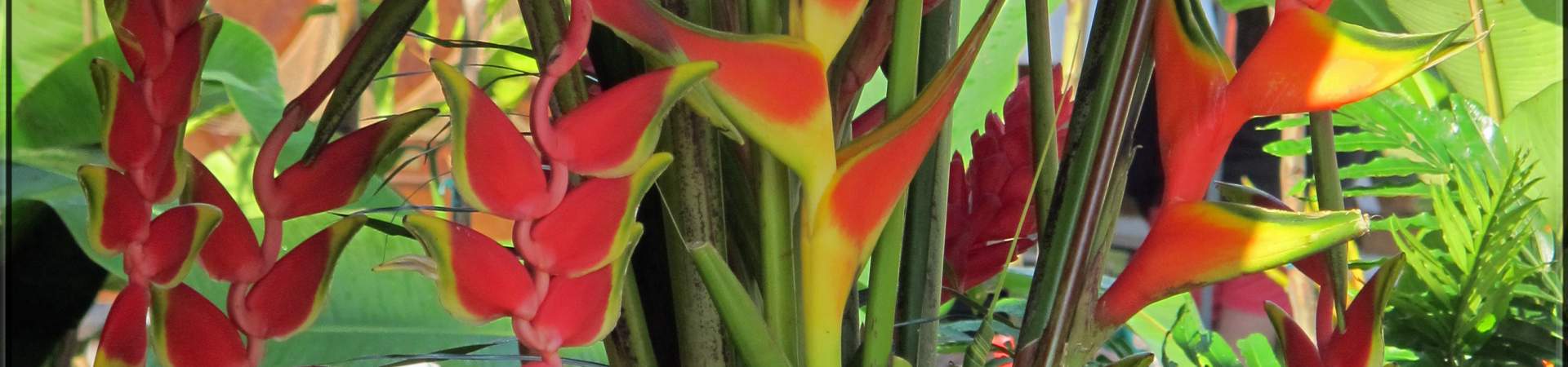 Red  hanging lobster claws plant