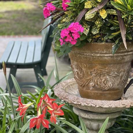 Garden Photos