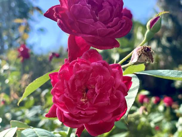 Garden-Club-IRC-2022-b00004