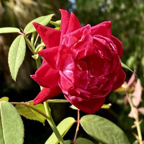 Garden-Club-IRC-2022-b00005