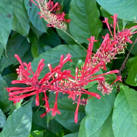 Garden-Club-IRC-2022-b00006