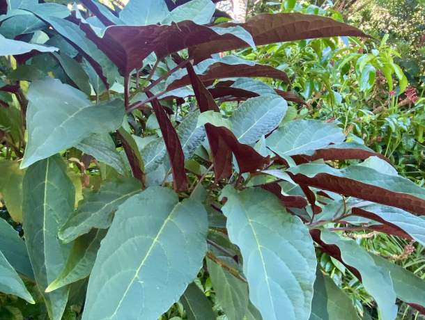 Garden-Club-IRC-2022-b00008