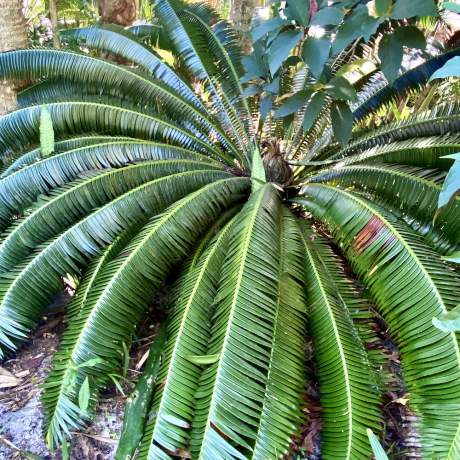 Garden-Club-IRC-2022-b00009