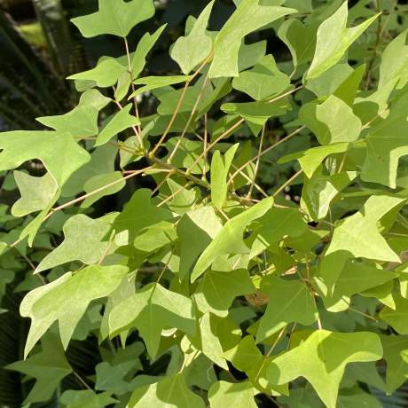 Garden-Club-IRC-2022-b00010