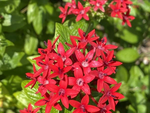 Garden-Club-IRC-2022-b00015