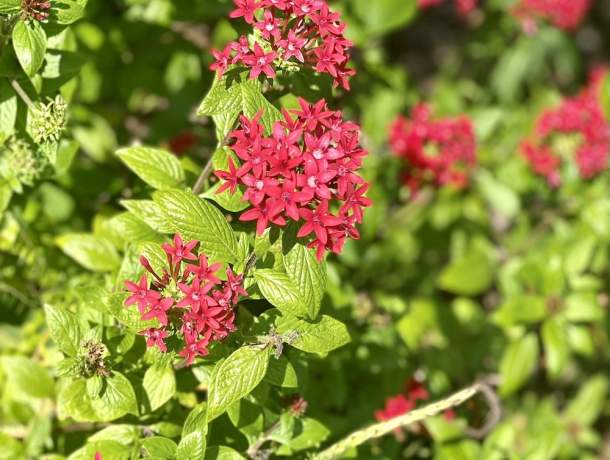 Garden-Club-IRC-2022-b00016
