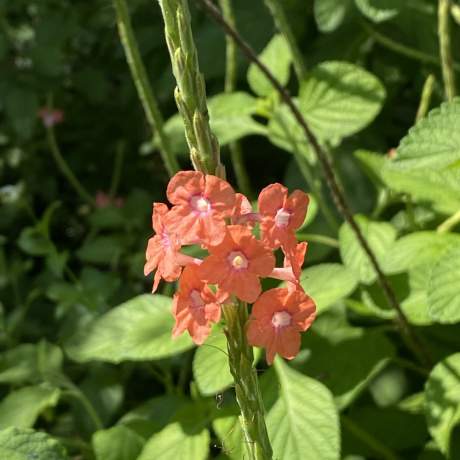 Garden-Club-IRC-2022-b00017