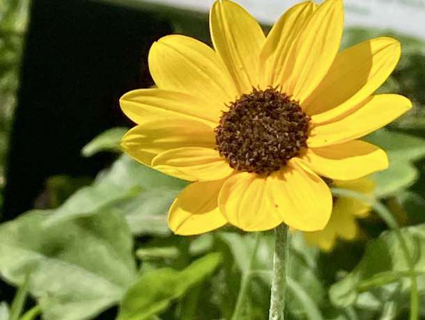 Garden-Club-IRC-202200003
