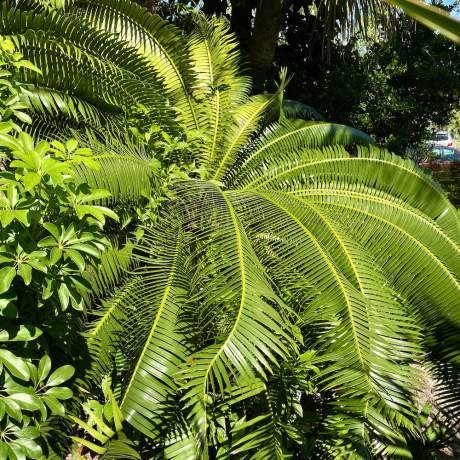 Garden-Club-IRC-202200006