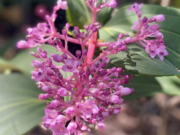 Garden-Club-IRC-202200007