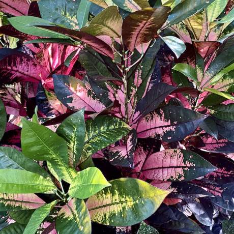 Garden-Club-IRC-202200010