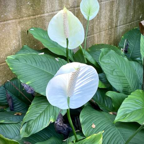 Garden-Club-IRC-202200011