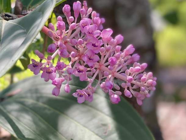 Garden-Club-IRC-202200017