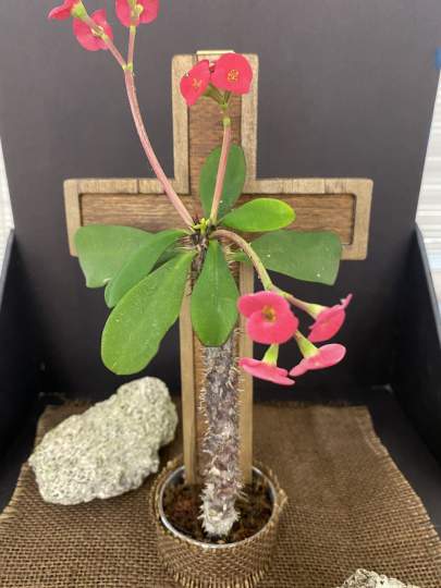 Garden-Club-Indian-River-County-Flower-Show-202200010