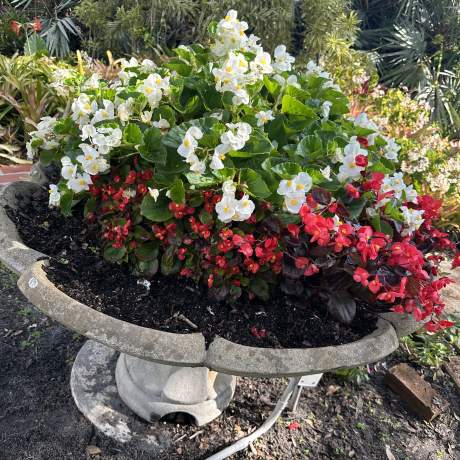 Garden Club garden photos 2025 00001