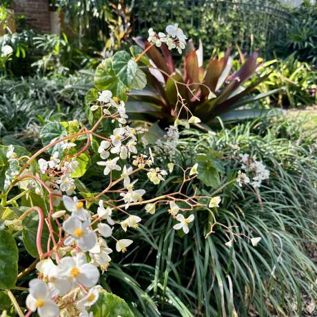 Garden Club garden photos 2025 00004