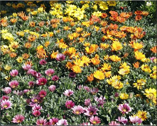 Gardenfest 2024 Photos00003