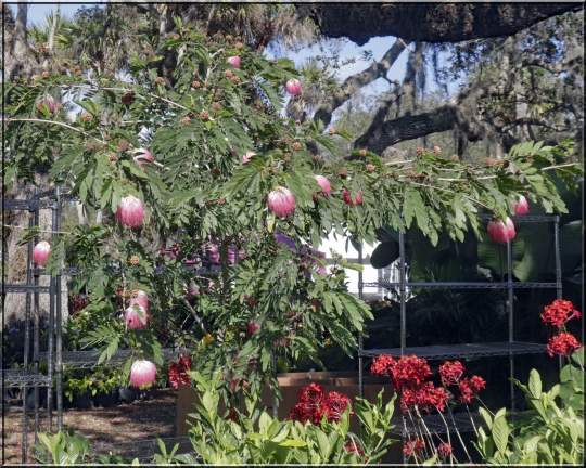 Gardenfest 2024 Photos00011