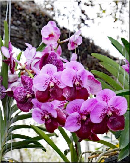 Gardenfest 2024 Photos00012