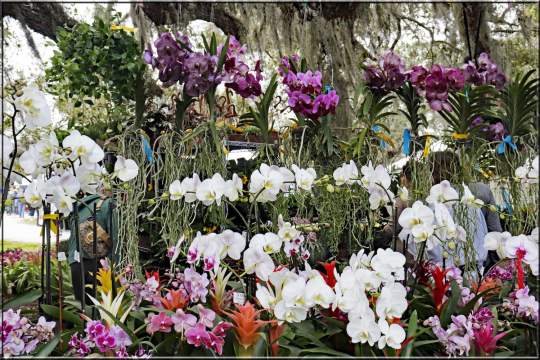 Gardenfest 2024 Photos00013