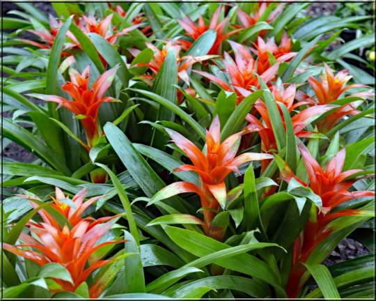 Gardenfest 2024 Photos00014