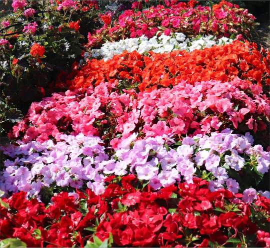 Gardenfest 2024 Photos00025