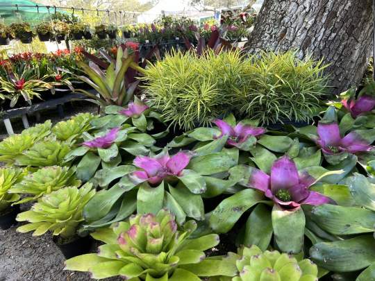 Gardenfest 2024 Photos00028.JPG