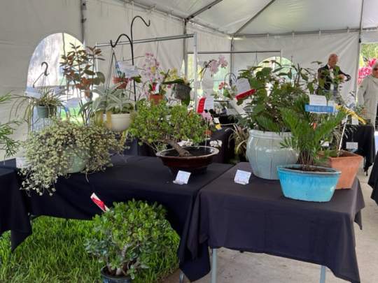 Flower Show 2022 9