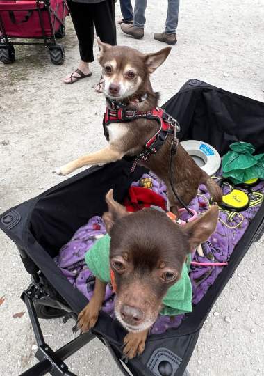 gardenfest 2023 Portrait00011.JPG