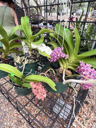 gardenfest 2023 Portrait00041.JPG