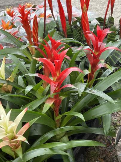 gardenfest 2023 Portrait00054.JPG