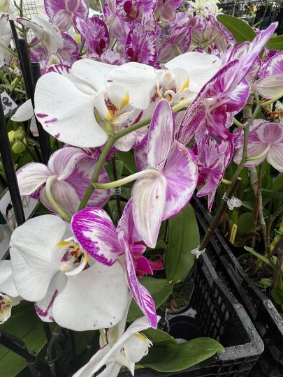 gardenfest 2023 Portrait00055.JPG