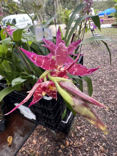 gardenfest 2023 Portrait00056.JPG