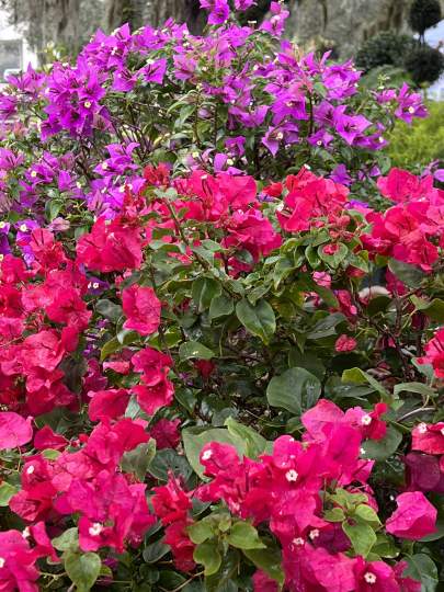 gardenfest 2023 Portrait00057.JPG